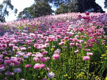 Kings Park Touren & Tickets