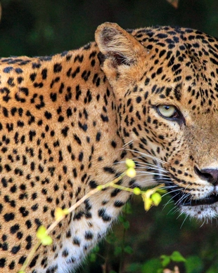 Parque Nacional Yala