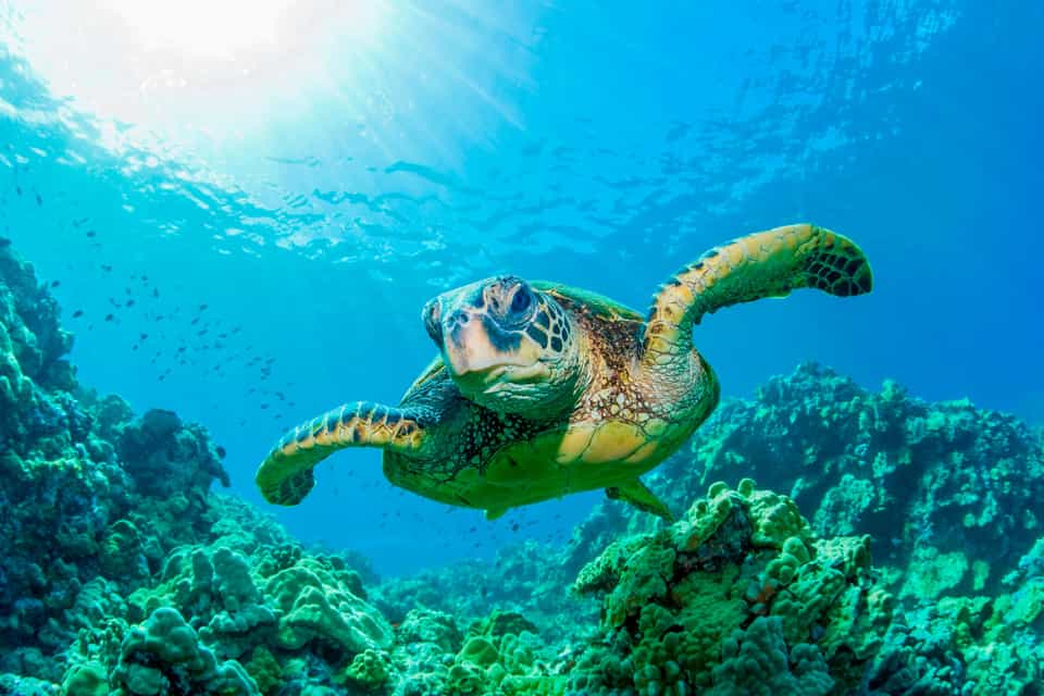 Coconut Glen's, Hawái, Maui (condado) Reserva de entradas y tours