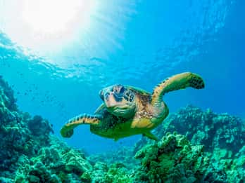Molokini Matkat ja Liput