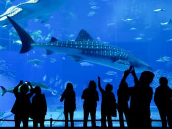 Aquarium of the Pacific Tours & Tickets