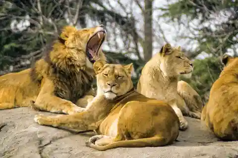 9. Woodland Park Zoo