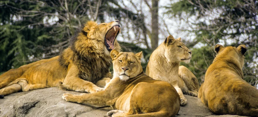 Woodland Park Zoo