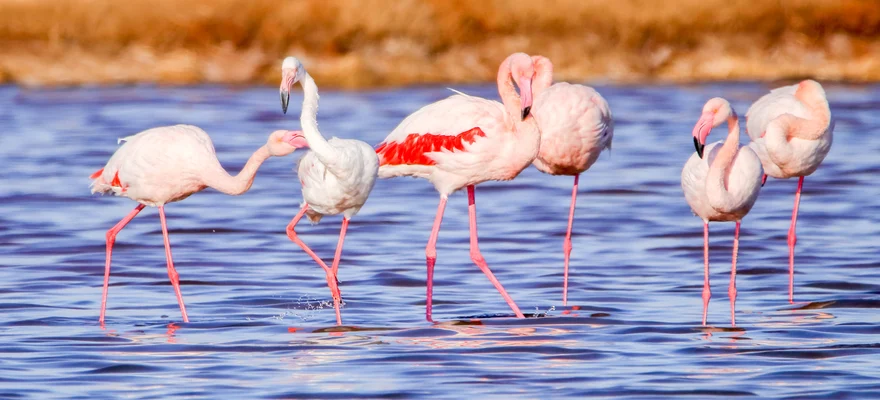 Doñana National Park