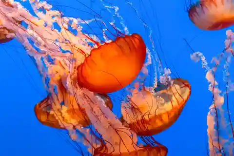 4. Monterey Bay Aquarium
