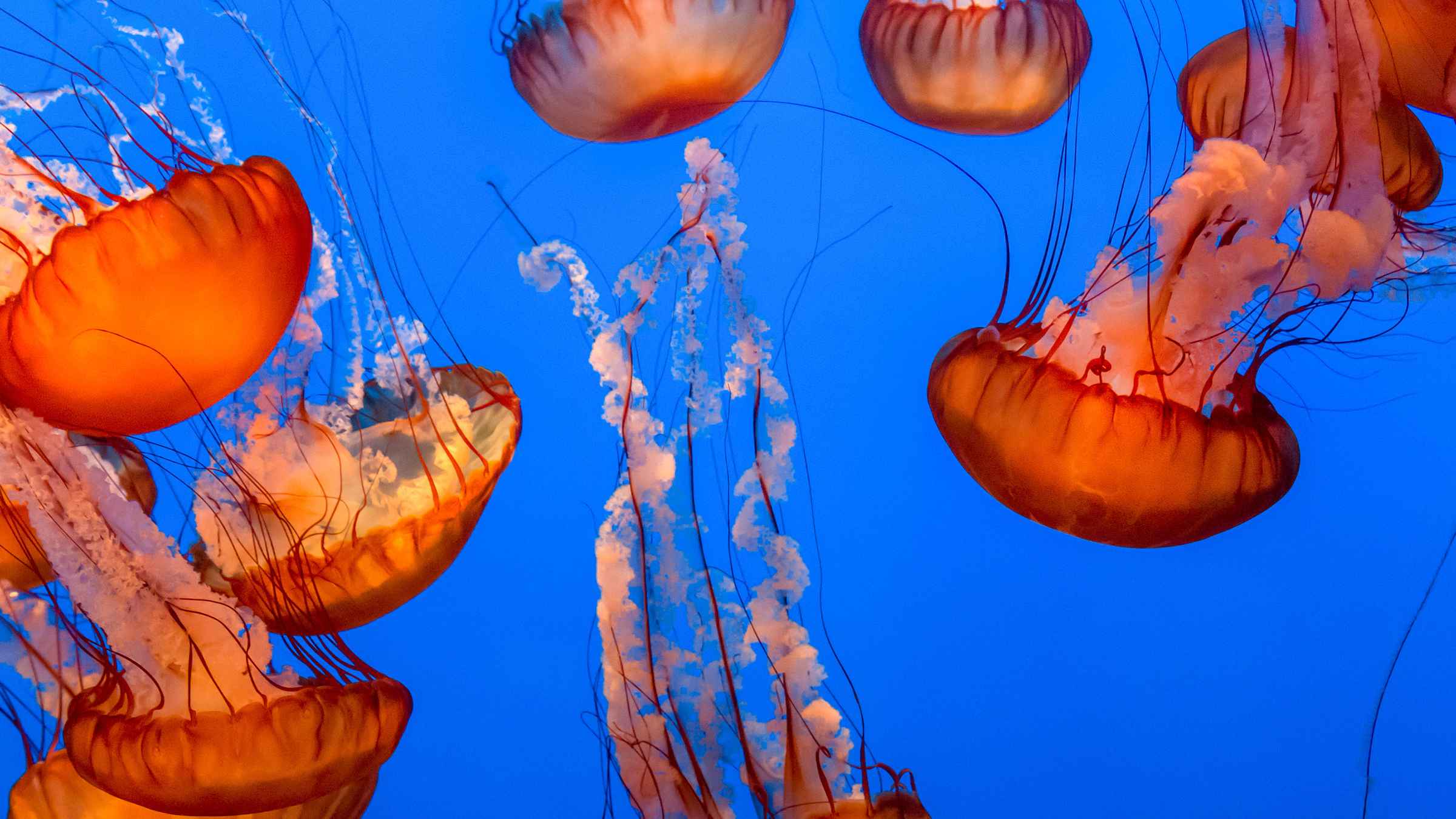 Aquarium De La Baie De Monterey Nature Et Aventure Le MEILLEUR De   88 