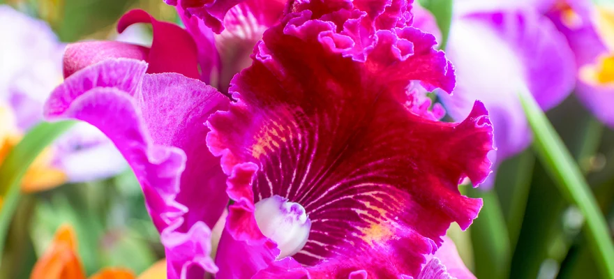 Atlanta Botanical Garden