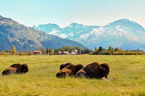 Alaska Wildlife Conservation Center, Anchorage - Book Tickets & Tours