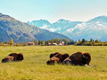 Alaska Wildlife Conservation Center Tours & Tickets