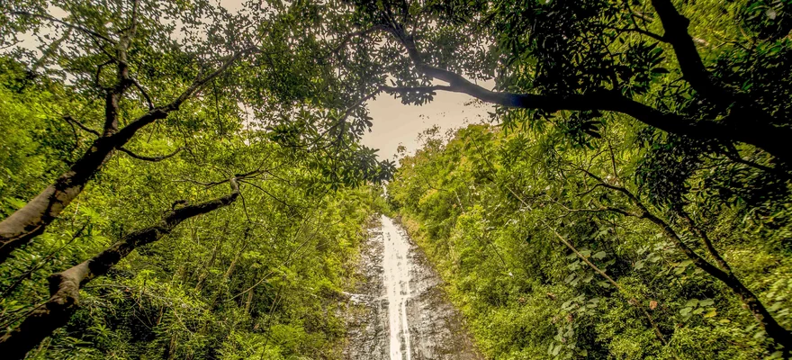 Manoa Falls