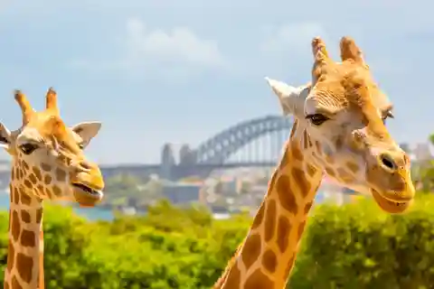 1. Taronga Zoo