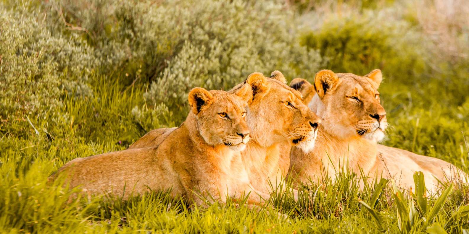 Hluhluwe–iMfolozi-parken The Big 5 Hlabisa kommune - Bestill billetter og  turer | GetYourGuide, image size:1585x792