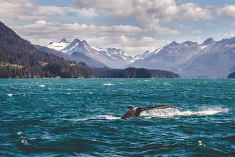 The BEST Homer, Alaska Tours and Things to Do in ... - GetYourGuide