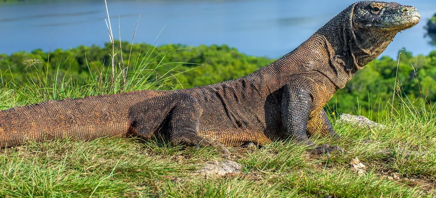 Komodo Island