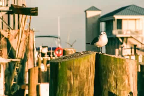 The BEST Biloxi Tours and Things to Do in 2026 - GetYourGuide
