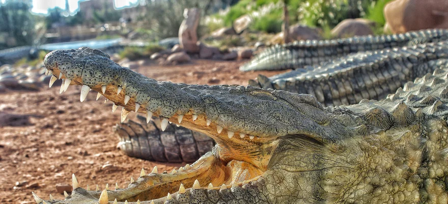 Agadir Crocodile Park