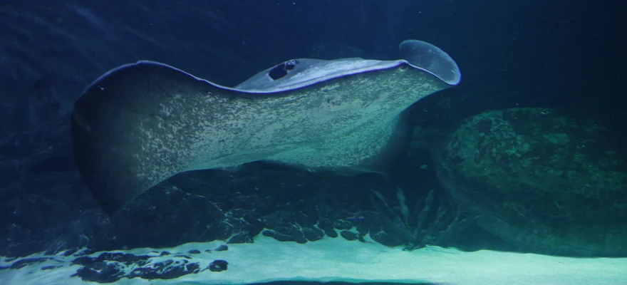 SEA LIFE Kelly Tarlton's Aquarium