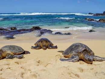 The BEST Maui Tours and Things to Do in 2022 - FREE Cancellation ...