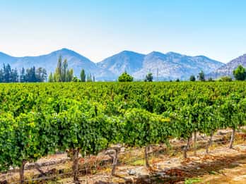 Valle del Maipo: Tours y Entradas