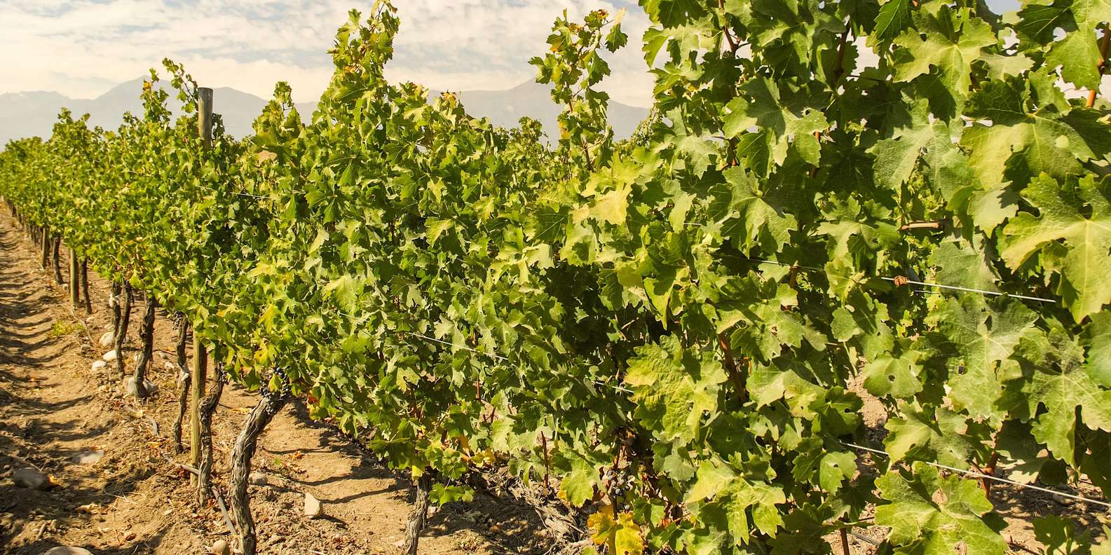The BEST Concha y Toro, Pirque Activities 2023 - FREE Cancellation ...