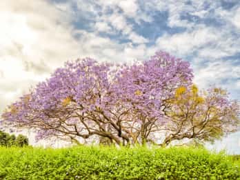 Upcountry Maui Matkat ja Liput