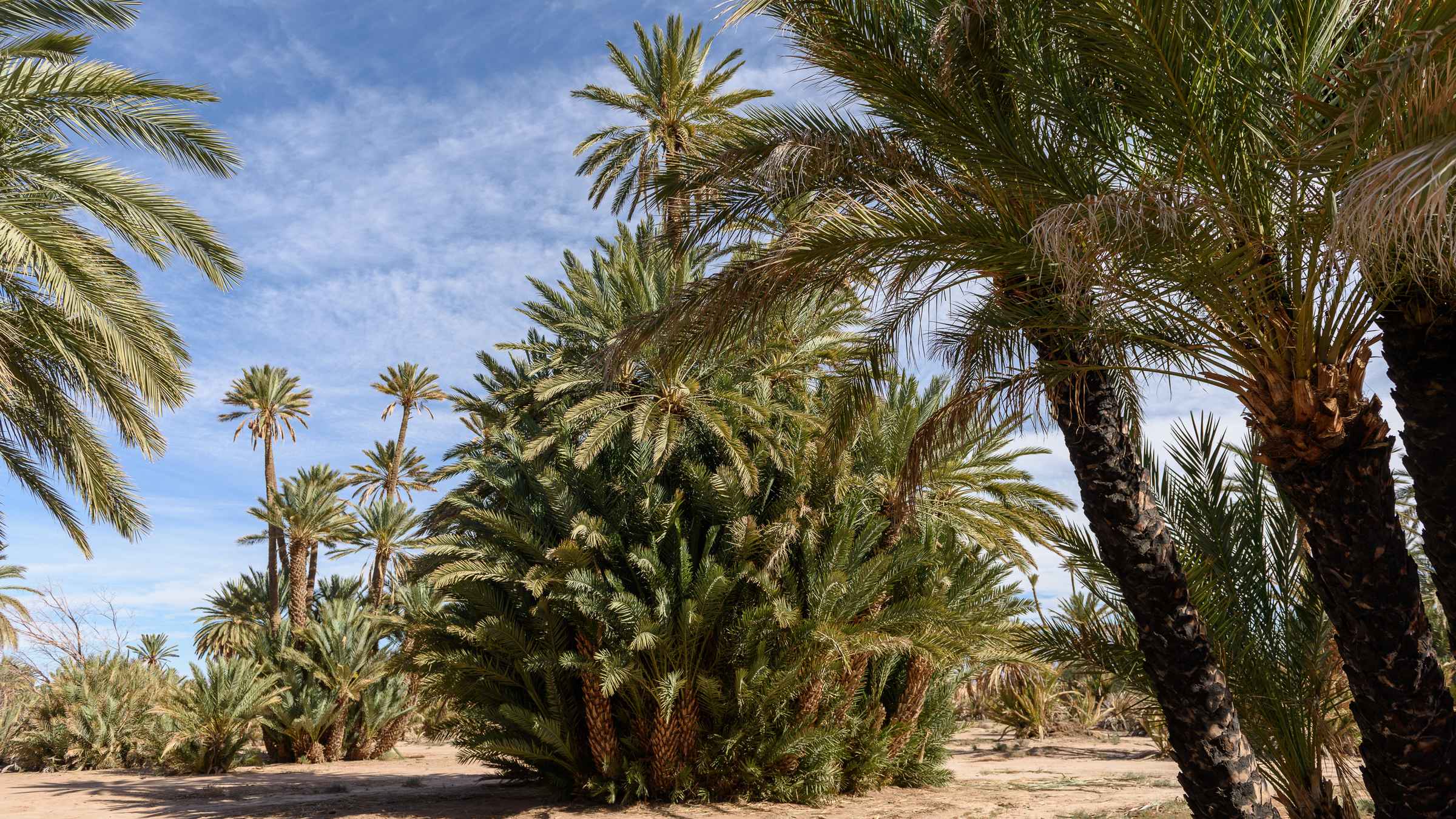 Palmeral de Marrakech, Marrakech - Reserva de entradas y tours