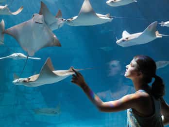 SeaWorld Orlando SeaWorld Orlando