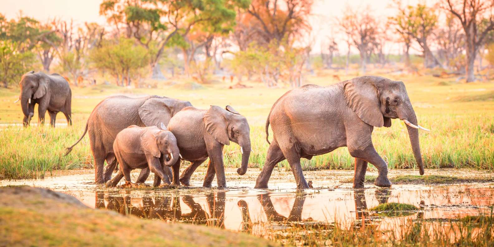 The BEST Botswana Safaris and Wildlife Activities  FREE Cancellation |