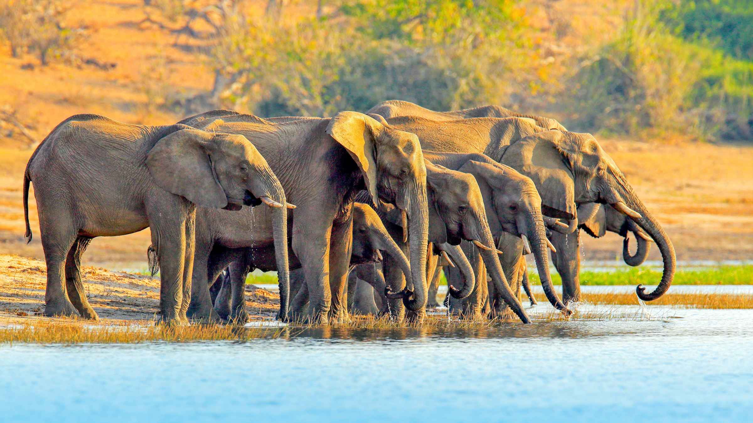 I 10 Migliori Tour Di Parco Nazionale Del Chobe Nel 2021 Con Foto