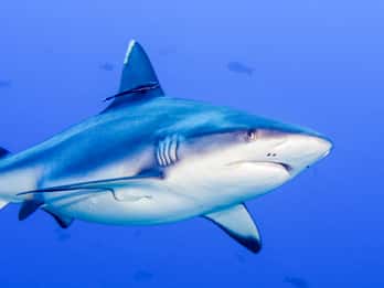 Aquarium of Cattolica Tours & Tickets
