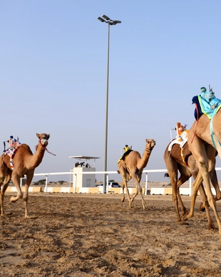 Al Shahaniya Camel Racetrack