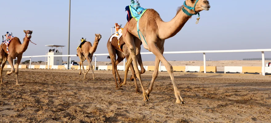 Al Shahaniya Camel Racetrack
