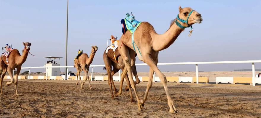 Al Shahaniya Kamelrennbahn