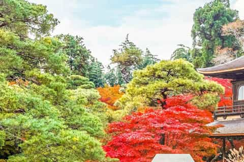 Giardino giapponese autunnale con foglie di acero rosso e ponte di legno al  tramonto