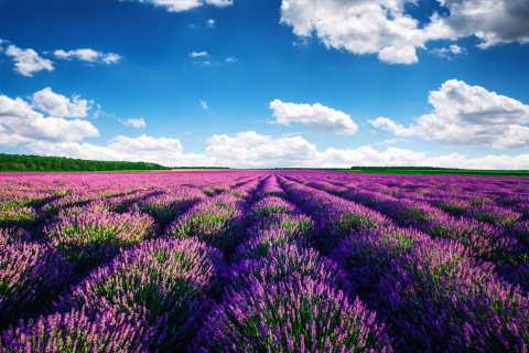 Lavender Fields, Provence Tours & Activities