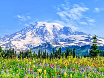 The BEST Washington (State) Tours and Things to Do in 2022 - FREE ...