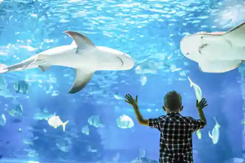 10. バンクーバー水族館