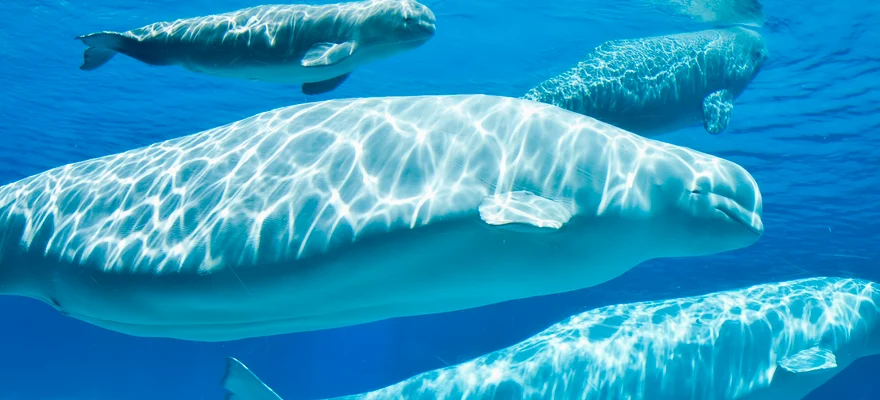Marineland, Canada