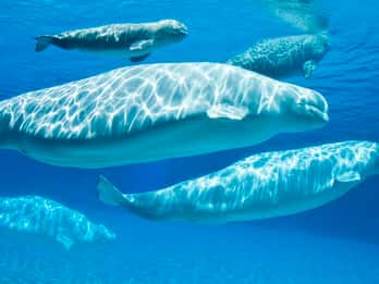 Marineland, Niagara Falls, Canada Tours & Tickets
