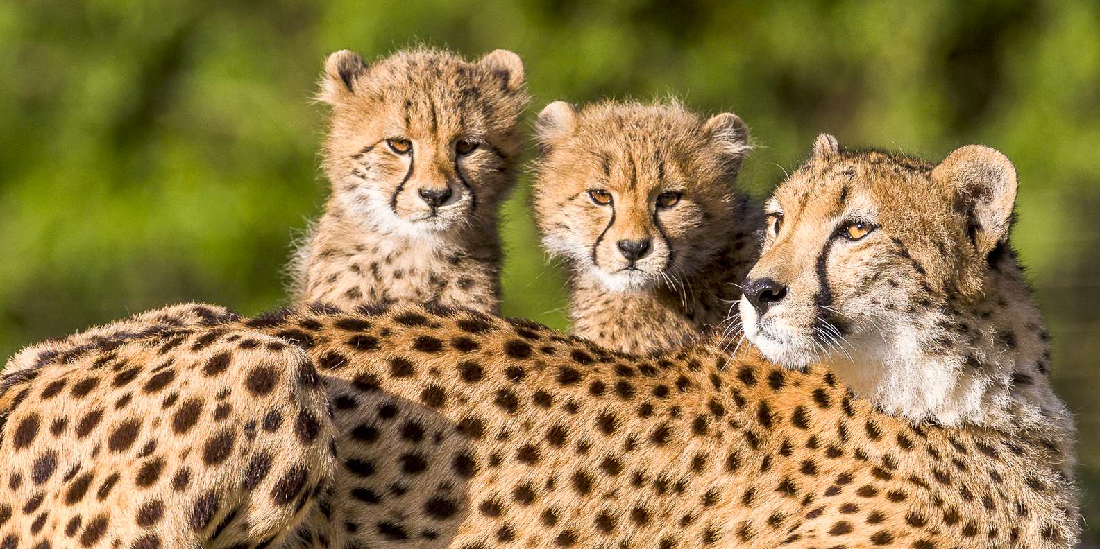 Noses know!  San Diego Zoo Wildlife Explorers