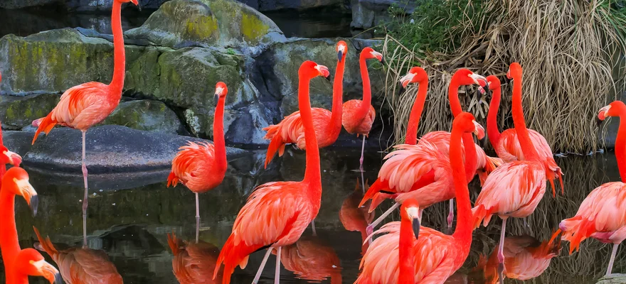Temaikèn