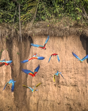 Reserva Nacional de Tambopata