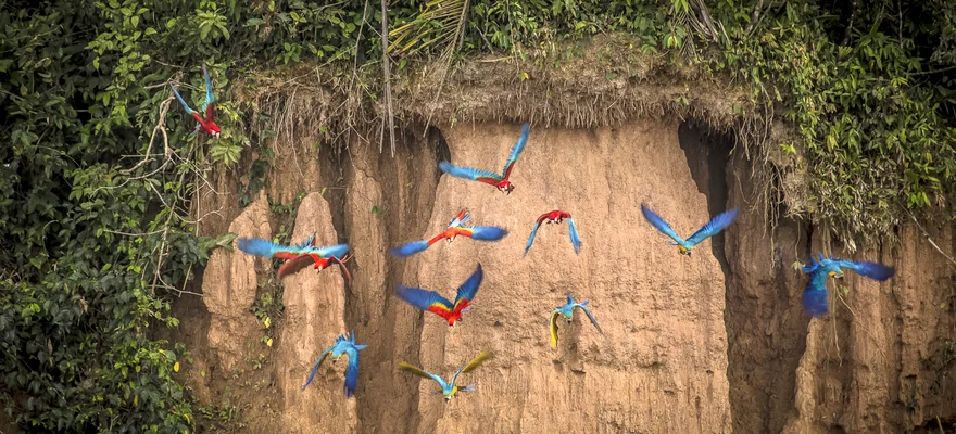 Tambopata National Reserve