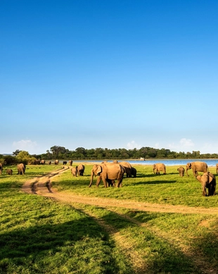Minneriya National Park