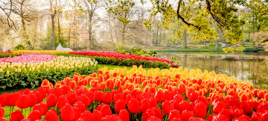 Keukenhof