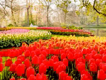 Keukenhof