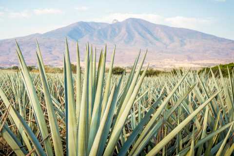 Day Trips from Tequila | GetYourGuide
