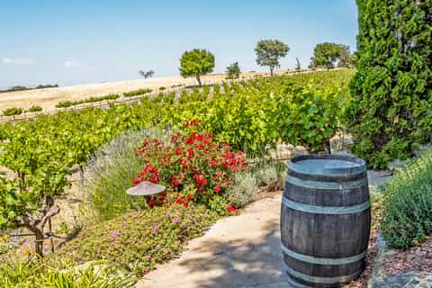 The BEST Paso Robles Tours and Things to Do in 2026