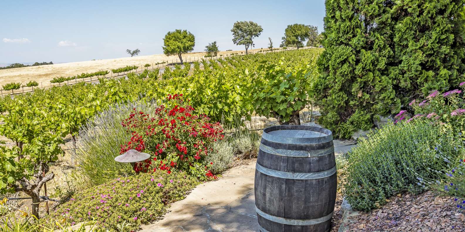 Paso Robles Catas de vinos y visitas a bodegas lo MEJOR de 2024