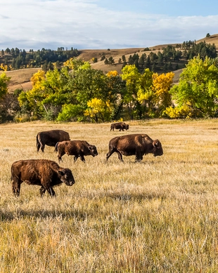 Custer State Park